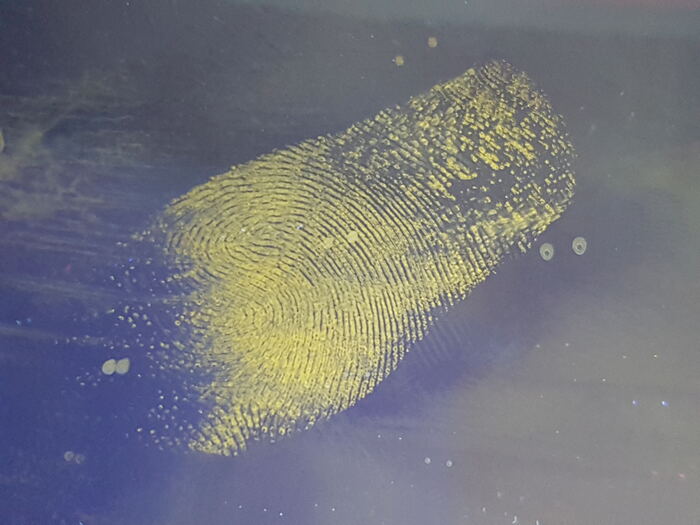 Trace papillaire révélée, crêtes nettement lisibles sous éclairage forensique